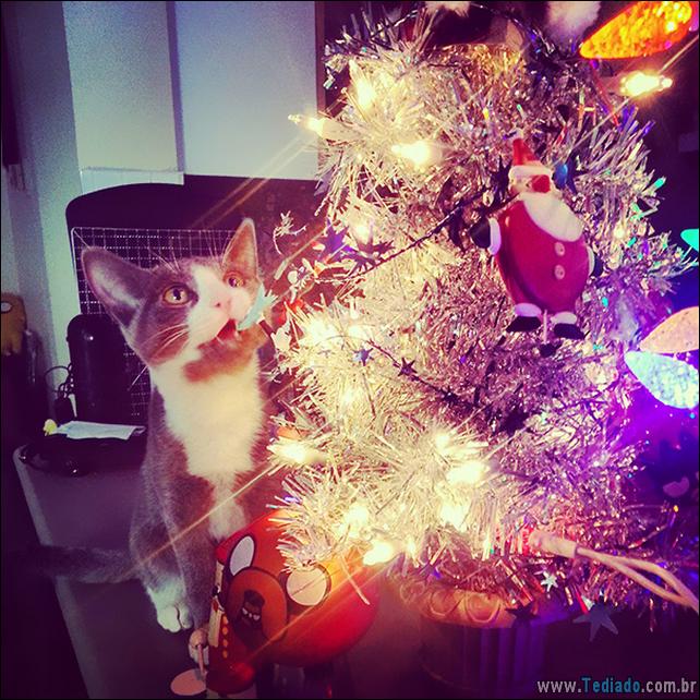 arvore - gatos ajudando a decorar arvore de natal 07 - 30 Gatos que ajuda a decorar arvore de natal - foto gatos-ajudando-a-decorar-arvore-de-natal-07 arvore - gatos ajudando a decorar arvore de natal 07 - 30 Gatos que ajuda a decorar arvore de natal