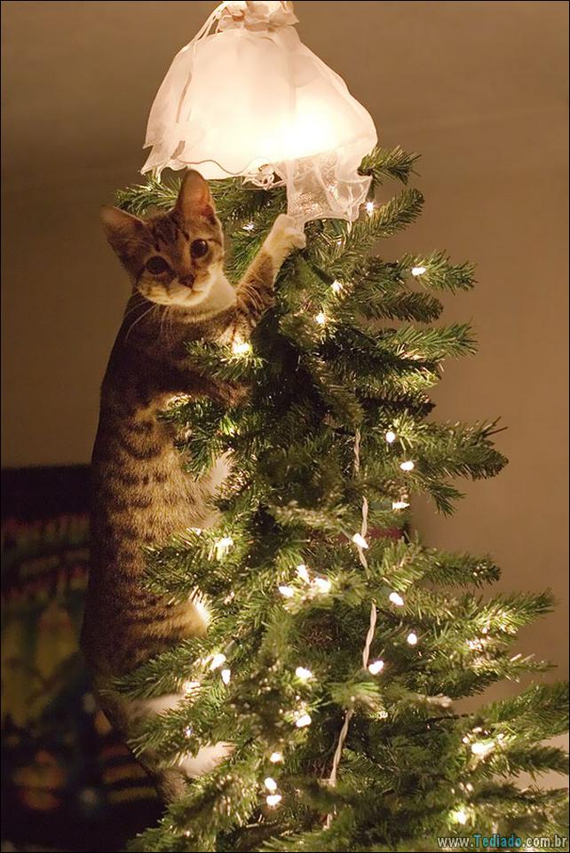 arvore - gatos ajudando a decorar arvore de natal 08 - 30 Gatos que ajuda a decorar arvore de natal - foto gatos-ajudando-a-decorar-arvore-de-natal-08 arvore - gatos ajudando a decorar arvore de natal 08 - 30 Gatos que ajuda a decorar arvore de natal