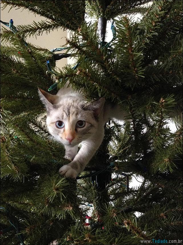 gatos-ajudando-a-decorar-arvore-de-natal-09