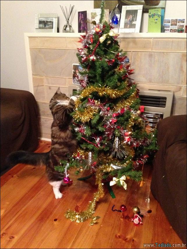 arvore - gatos ajudando a decorar arvore de natal 10 - 30 Gatos que ajuda a decorar arvore de natal - foto gatos-ajudando-a-decorar-arvore-de-natal-10 arvore - gatos ajudando a decorar arvore de natal 10 - 30 Gatos que ajuda a decorar arvore de natal