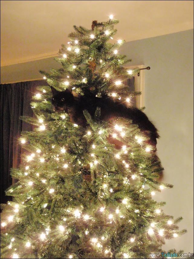arvore - gatos ajudando a decorar arvore de natal 11 - 30 Gatos que ajuda a decorar arvore de natal - foto gatos-ajudando-a-decorar-arvore-de-natal-11 arvore - gatos ajudando a decorar arvore de natal 11 - 30 Gatos que ajuda a decorar arvore de natal