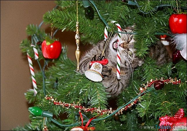 arvore - gatos ajudando a decorar arvore de natal 14 - 30 Gatos que ajuda a decorar arvore de natal - foto gatos-ajudando-a-decorar-arvore-de-natal-14 arvore - gatos ajudando a decorar arvore de natal 14 - 30 Gatos que ajuda a decorar arvore de natal
