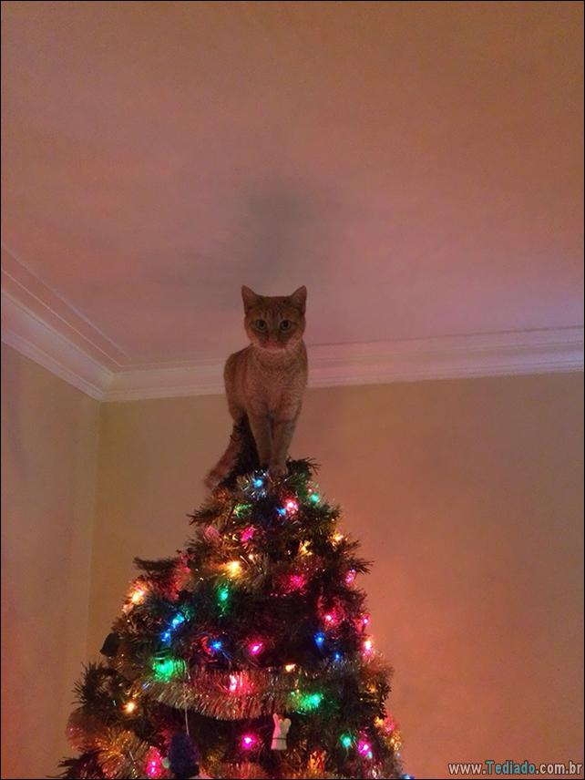 arvore - gatos ajudando a decorar arvore de natal 15 - 30 Gatos que ajuda a decorar arvore de natal - foto gatos-ajudando-a-decorar-arvore-de-natal-15 arvore - gatos ajudando a decorar arvore de natal 15 - 30 Gatos que ajuda a decorar arvore de natal