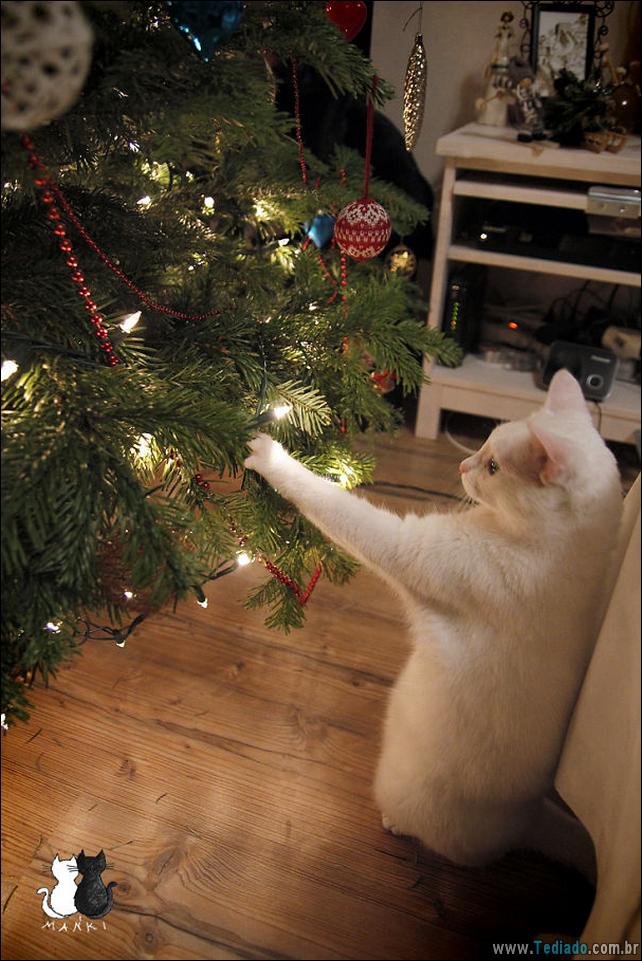 arvore - gatos ajudando a decorar arvore de natal 17 - 30 Gatos que ajuda a decorar arvore de natal - foto gatos-ajudando-a-decorar-arvore-de-natal-17 arvore - gatos ajudando a decorar arvore de natal 17 - 30 Gatos que ajuda a decorar arvore de natal