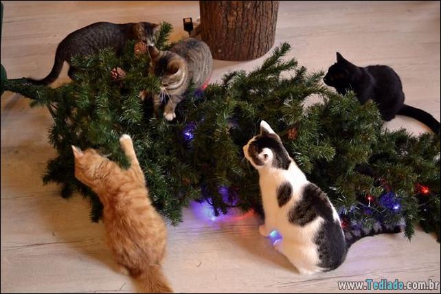 arvore - gatos ajudando a decorar arvore de natal 21 - 30 Gatos que ajuda a decorar arvore de natal - foto gatos-ajudando-a-decorar-arvore-de-natal-21 arvore - gatos ajudando a decorar arvore de natal 21 - 30 Gatos que ajuda a decorar arvore de natal