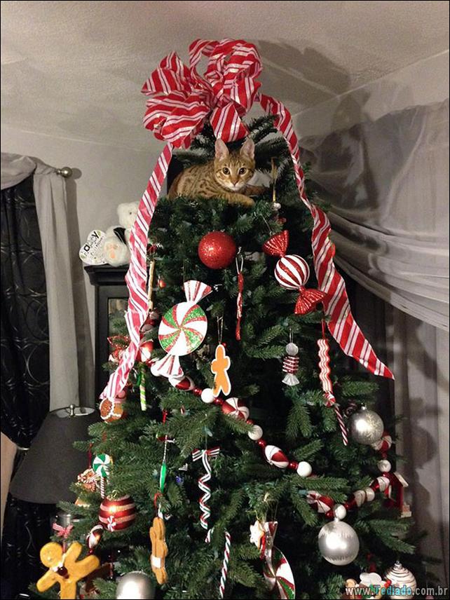 arvore - gatos ajudando a decorar arvore de natal 24 - 30 Gatos que ajuda a decorar arvore de natal - foto gatos-ajudando-a-decorar-arvore-de-natal-24 arvore - gatos ajudando a decorar arvore de natal 24 - 30 Gatos que ajuda a decorar arvore de natal