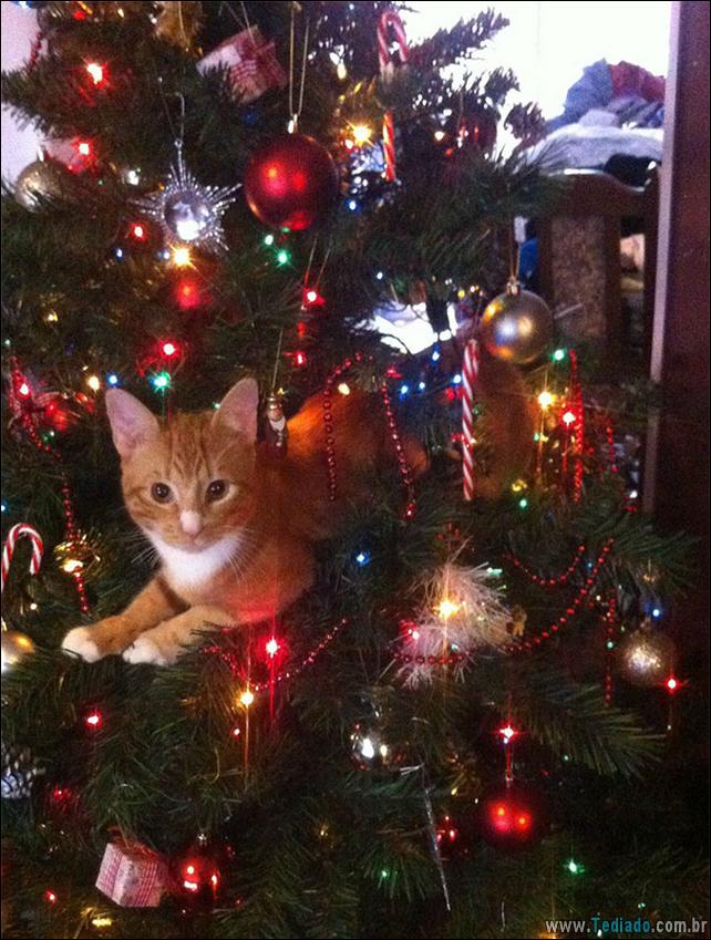 arvore - gatos ajudando a decorar arvore de natal 25 - 30 Gatos que ajuda a decorar arvore de natal - foto gatos-ajudando-a-decorar-arvore-de-natal-25 arvore - gatos ajudando a decorar arvore de natal 25 - 30 Gatos que ajuda a decorar arvore de natal