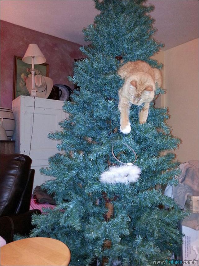 arvore - gatos ajudando a decorar arvore de natal 26 - 30 Gatos que ajuda a decorar arvore de natal - foto gatos-ajudando-a-decorar-arvore-de-natal-26 arvore - gatos ajudando a decorar arvore de natal 26 - 30 Gatos que ajuda a decorar arvore de natal
