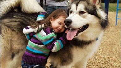 49 motivos para seus filhos precisam de um animal de estimação 39