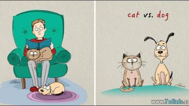 6 Diferenças entre Gatos e Cachorros 35