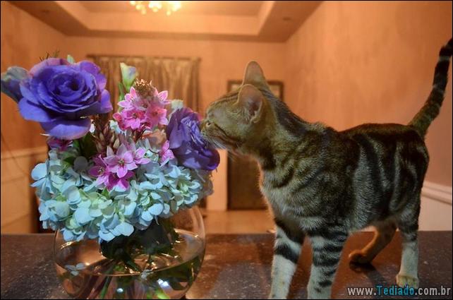 animais-que-gostam-de-flores-01