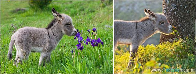 animais-que-gostam-de-flores-02