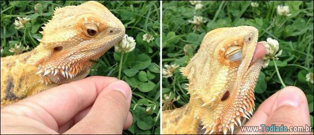 animais-que-gostam-de-flores-03