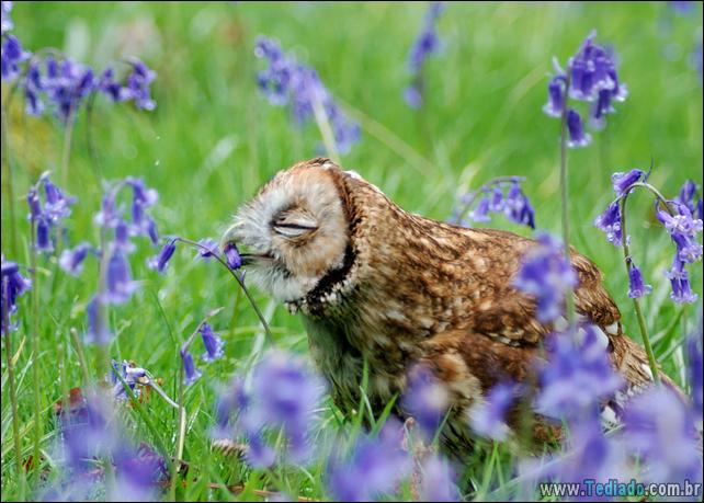 animais-que-gostam-de-flores-04