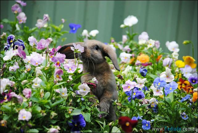 animais-que-gostam-de-flores-05