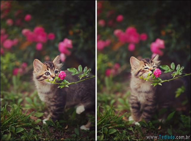 animais-que-gostam-de-flores-06