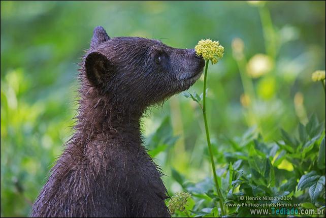 animais-que-gostam-de-flores-07