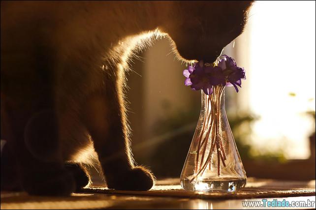 animais-que-gostam-de-flores-08