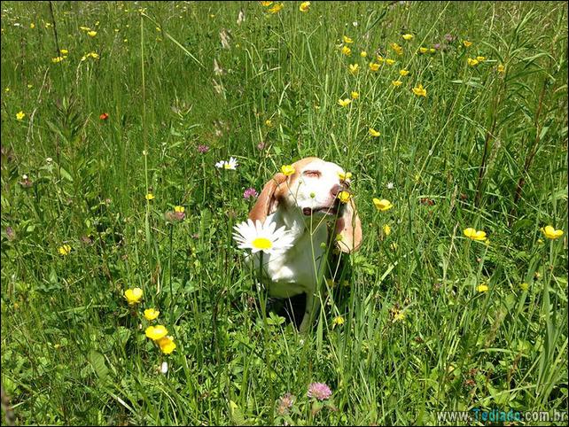 animais-que-gostam-de-flores-09