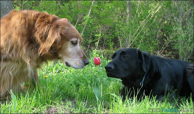 animais-que-gostam-de-flores-11