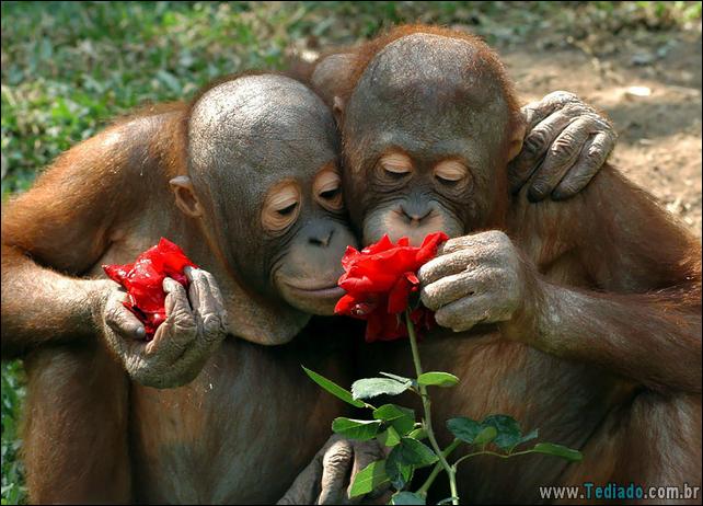 animais-que-gostam-de-flores-12