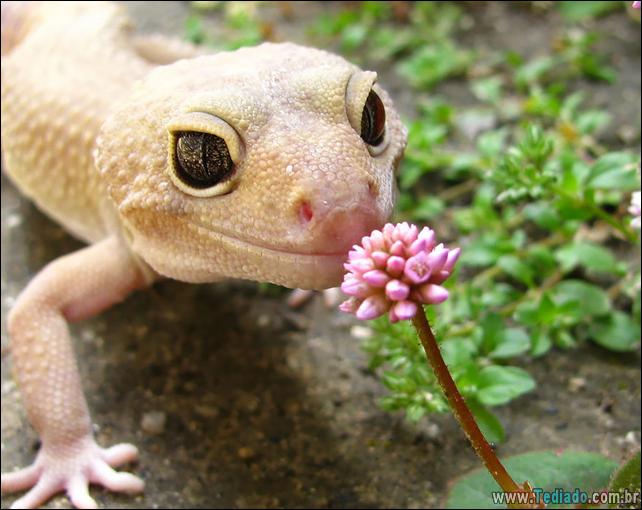 animais-que-gostam-de-flores-13