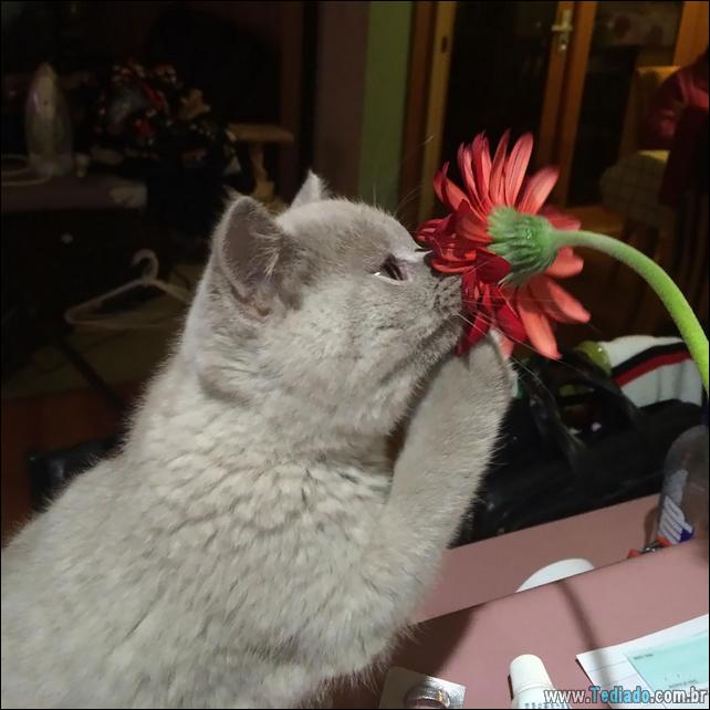 animais-que-gostam-de-flores-18