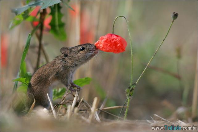 animais-que-gostam-de-flores-23