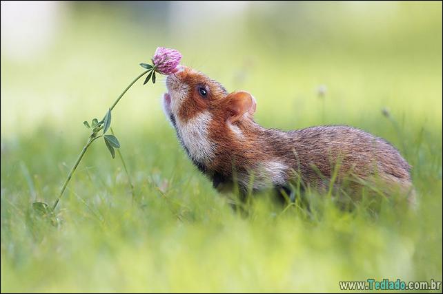 animais-que-gostam-de-flores-24