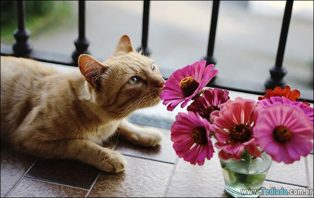 animais-que-gostam-de-flores-28