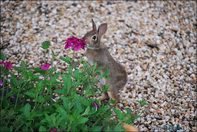 animais-que-gostam-de-flores-34
