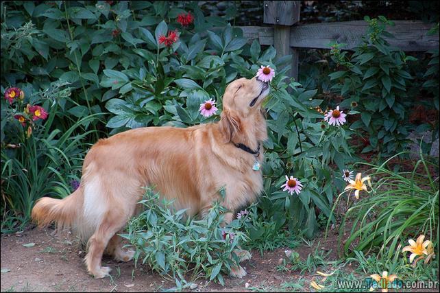 animais-que-gostam-de-flores-36