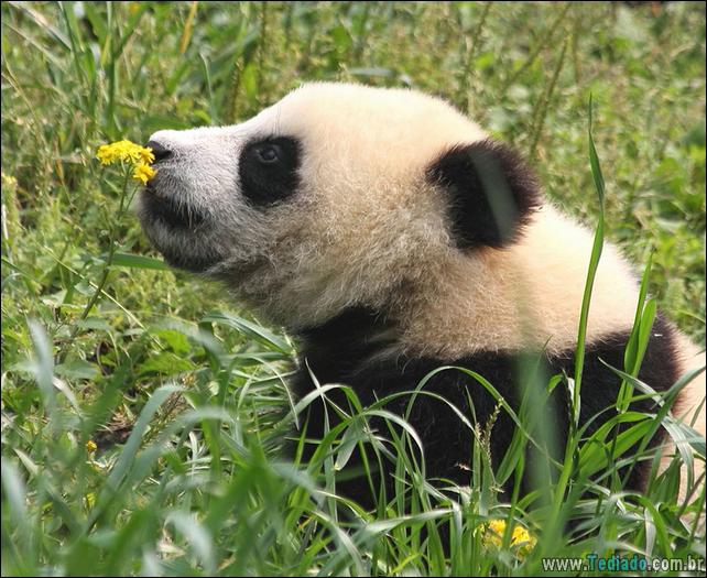 animais-que-gostam-de-flores-42