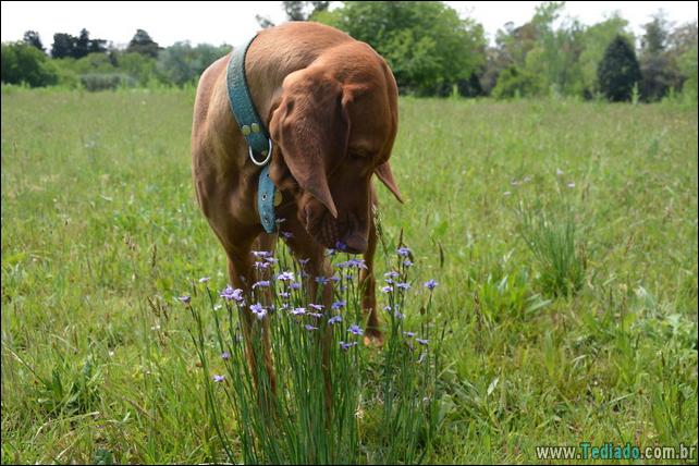 animais-que-gostam-de-flores-43
