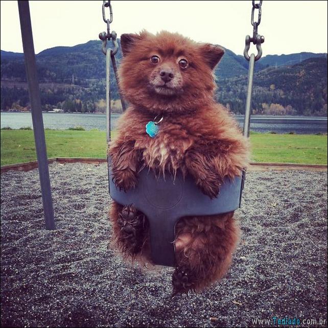 cachorros-que-se-parecem-com-ursos-25
