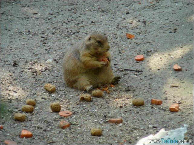 fotos-animais-comendo-voce-feliz-27