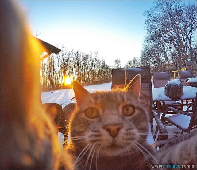 gato-que-adorar-tirar-selfie-01