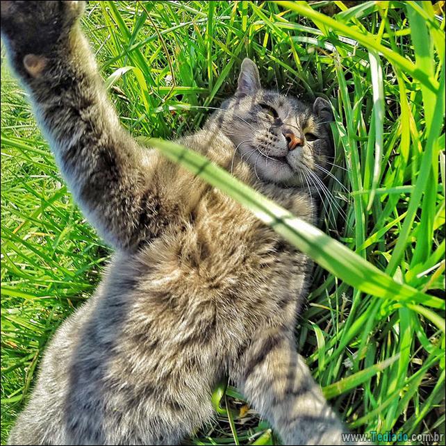 gato que adorar tirar selfie 02