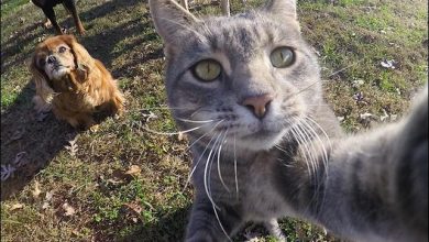 A vida de um gato partir da suas Selfie 8