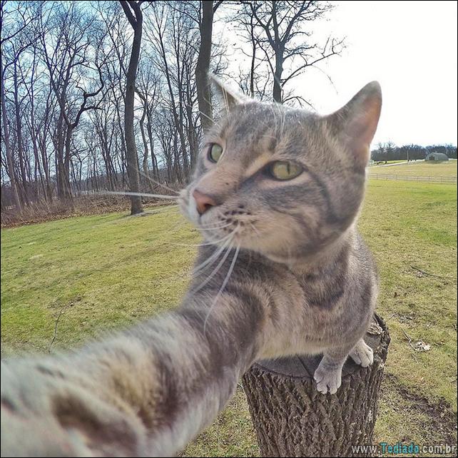 gato-que-adorar-tirar-selfie-04