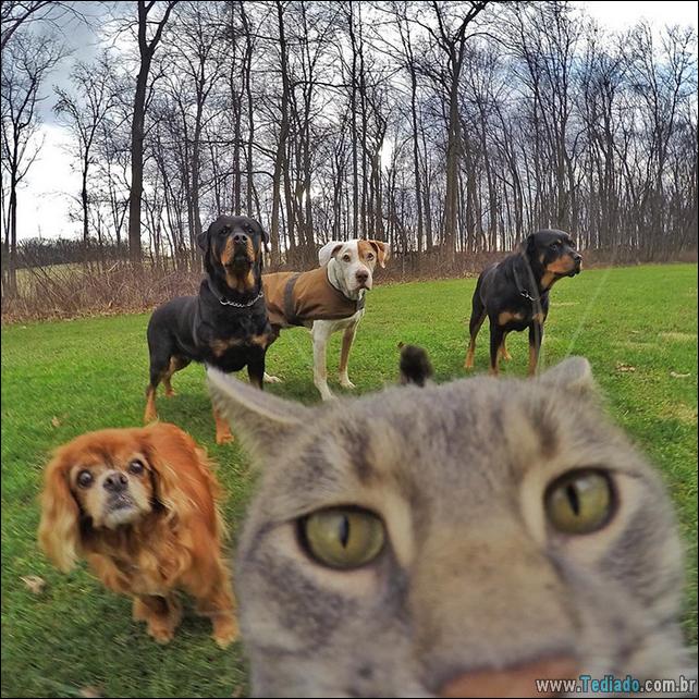 gato-que-adorar-tirar-selfie-06