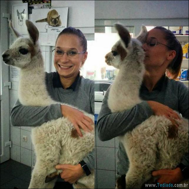 hospital-de-animais-03