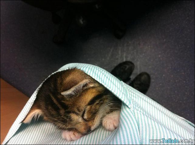 hospital-de-animais-04