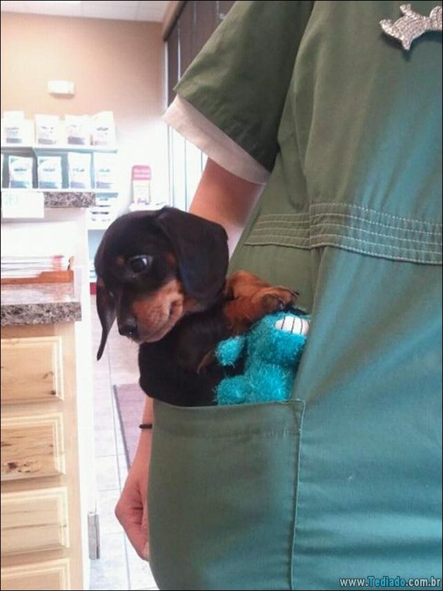 hospital-de-animais-10