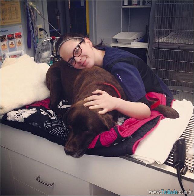 hospital-de-animais-12