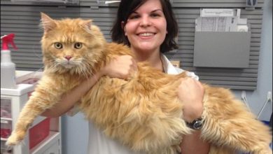 28 Benefícios de trabalhar em um hospital de animais 52