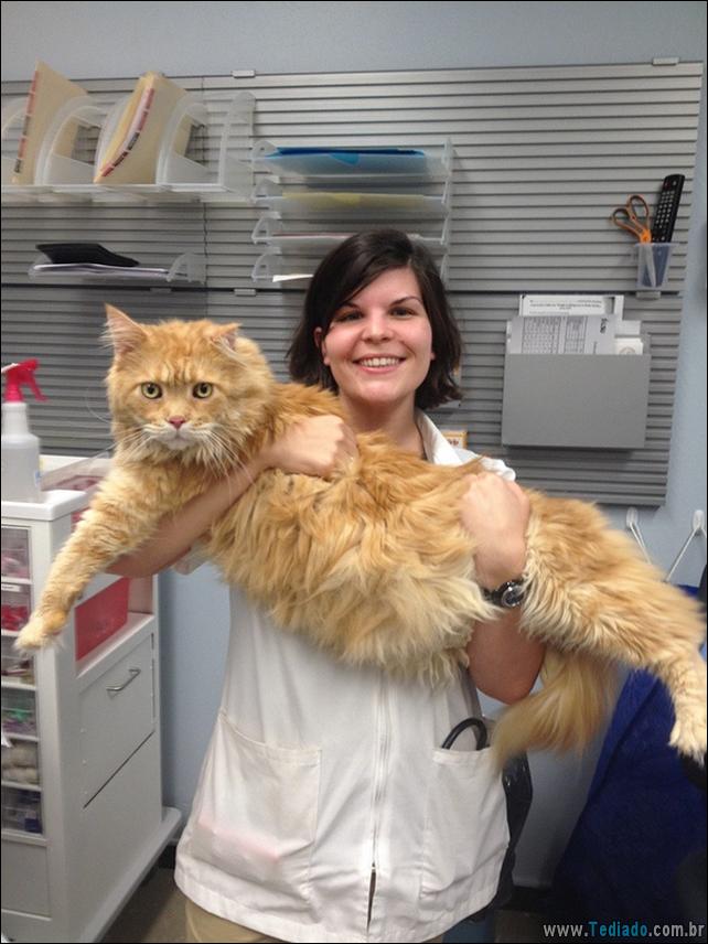 hospital-de-animais-21