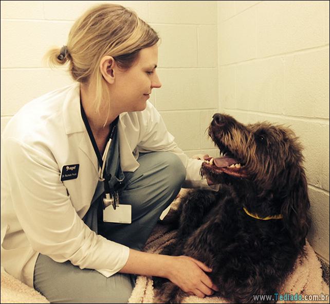 hospital-de-animais-22