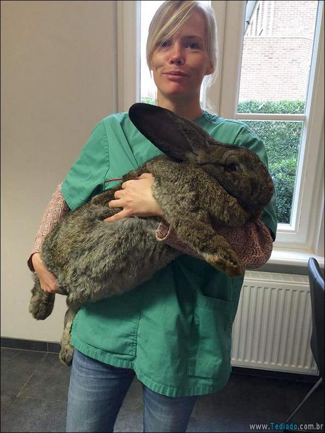 hospital-de-animais-24