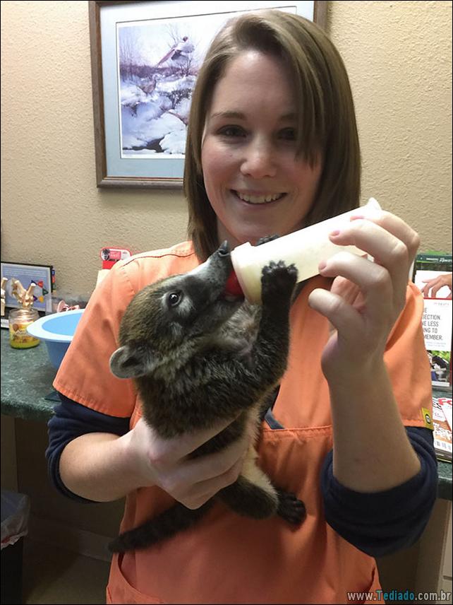 hospital-de-animais-25